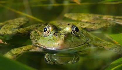 Nahaufnahme eines grünen Frosch welcher im Wasser liegt mit Blickrichtung Kamera Close up of a green frog lying in the water facing the camera
