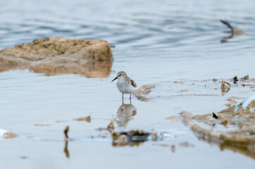 Semipalmated Plover Charadrius semipalmatus sit on water lake