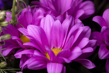 Macro abstract art view of a beautiful pink and yellow aster flower blossom in a florist arrangement with dark background