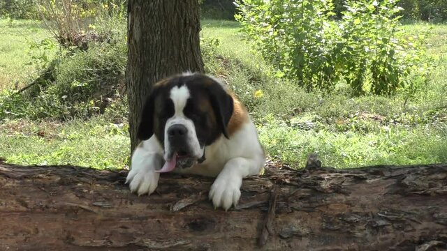Dog breed St. Bernard or Saint-Bernard on a walk in the city park 