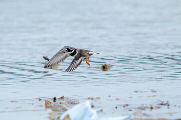 Semipalmated Plover Charadrius semipalmatus land on wetland