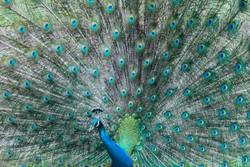 Obraz premium Peacock with feathers out doing a mating ritual in Sri Lanka (Indian Sub-Continent), A close-up 