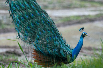 Obraz premium Peacock with feathers out doing a mating ritual in Sri Lanka (Indian Sub-Continent), A side profile. 