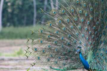 Obraz premium Peacock with feathers out doing a mating ritual in Sri Lanka (Indian Sub-Continent) 