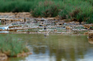 Semipalmated Plover Charadrius semipalmatus