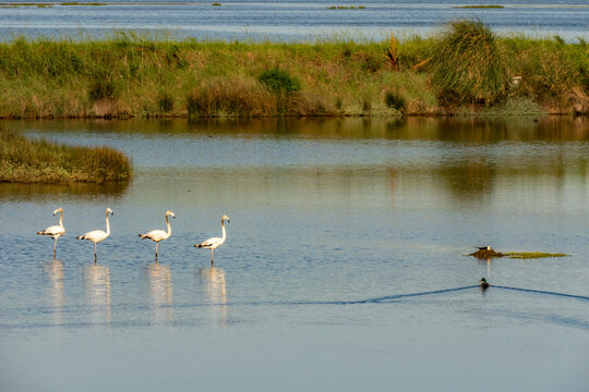 Quatro flamingos e um pato visitam um ninho de  ave pernilongo aqu&aacute;tico.