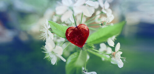 Red heart on cherry leaves, around blossomed white cherry blossoms. The concept of health and natural interconnection. Selective soft focus