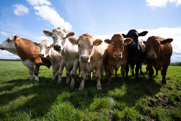 Cows in a grass field from a low angle of view on a sunny spring day.  