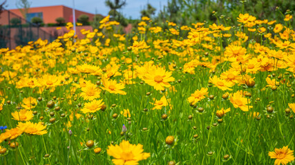 Obraz premium field of yellow flowers