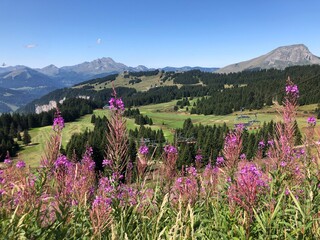 Summer in the mountains in Morzine, France. View from Avoriaz ski resort, French Alps