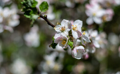 Apfelblüten im Frühling