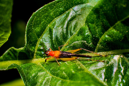 green grasshopper on a leaf