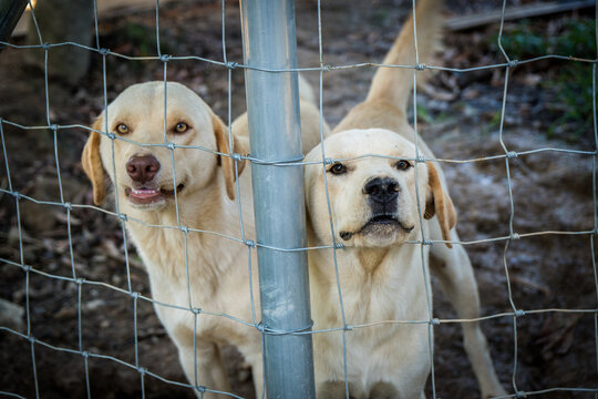 golden retriever puppies