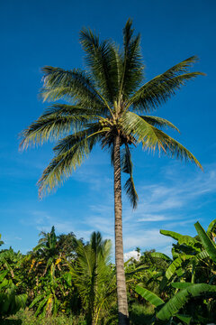 coconut trees
