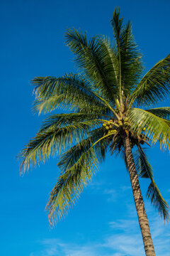 coconut tree