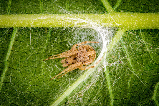 spider on a web