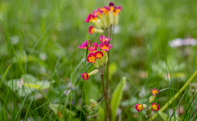 Rot Gelbe Blumen im Frühling
