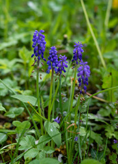 Traubenhyazinthen im Frühling