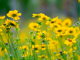 Obraz premium field of dandelions