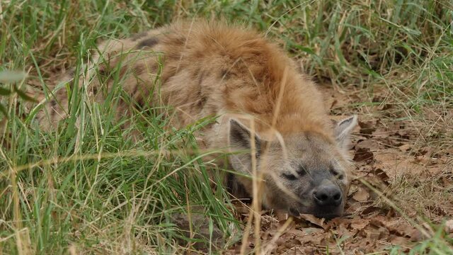 Spooted Hyena in Africa Savaannah