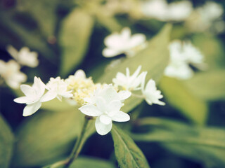 アジサイ（白）