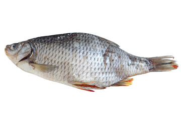 Dried salted rudd fish