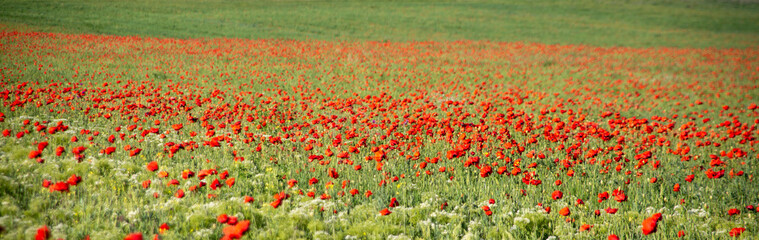 Poppy glade. Meadow with wildflowers. 