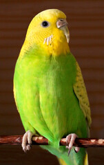 Budgerigar (Melopsittacus undulatus) close up view. Yellow and green budgerigar female
