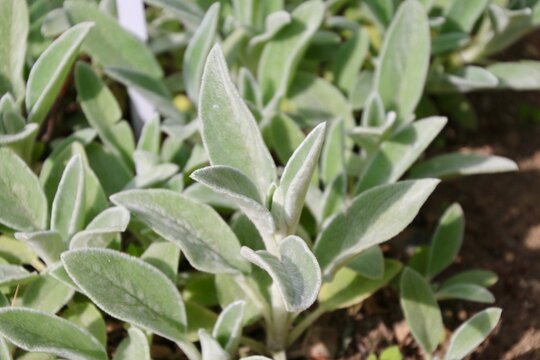 29 Best 雑草対策 Images Stock Photos Vectors Adobe Stock