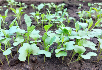cabbage seedlings growing in a greenhouse. vegetable garden plant beds agricultural crops, gardening, small green leaves.