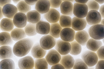 background texture cotton swabs close up