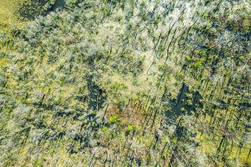 wetland or marsh with fallen trees. aerial top view from flying drone