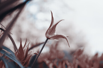 Spring tulips in the park, sepia - 435179774