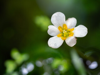 Close up flowers of egeria densa. Ranunculus nipponicus blooming in pond. Selective focus