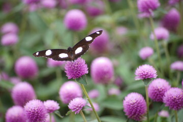 butterfly on flower