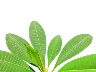 green leaves isolated on white