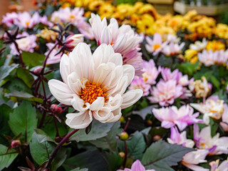 Spring flowers in the garden. Close up.