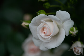 アスピリン  ローズ