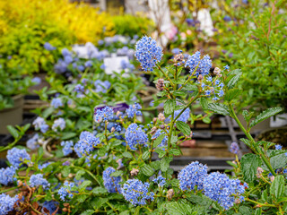 Obraz premium Spring flowers in the garden. Close up.
