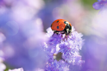 close up macro wildlife insect ladybug is sitting through spring flowers in meadow