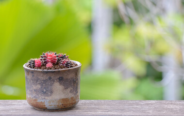 Lophophora williamsii, Cactus or succulents tree in flowerpot on wood striped background