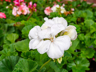 Spring flowers in the garden. Close up.