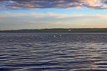 Obraz premium Swans floating on Lake Dąbie in the background of the setting sun
