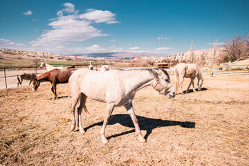 Beautiful large-aperture view of a herd of horses on a farm near Göreme, Cappadocia, Turkey with fairy chimneys and rock formations in the background