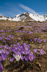 Wild italian mountains with flowering of crocus vernus