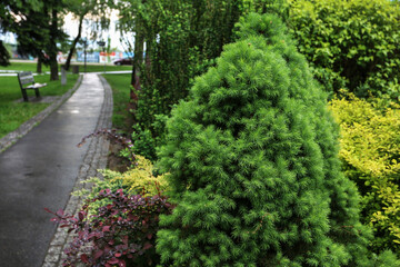 Fototapeta na wymiar Green shrubs in public park.