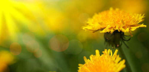 beautiful background with a yellow dandelion in a sunny meadow