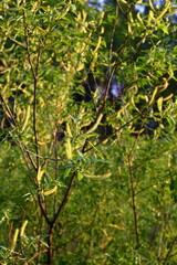 A tree in a forest