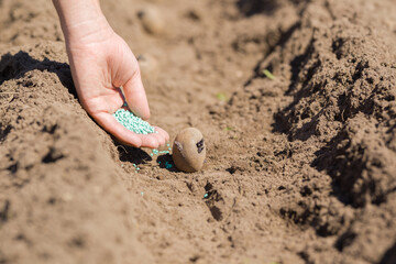 Young adult woman palm holding green complex fertiliser granules for potato in ground furrow at...