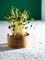 Flax, cabbage, lettuce, radish sprouts in a wooden bowl. Grow microgreen for food. Healthy vitamin food. Germinate seeds. Growing micro greens at home. Leaf and shoots of a green plant